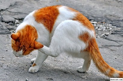 ทำไมเราจึงต้องป้องกันหมัดให้น้องแมวเป็นประจำ